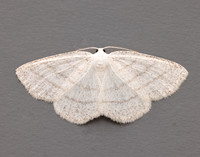 70.277 BF1955 Common White Wave Cabera pusaria