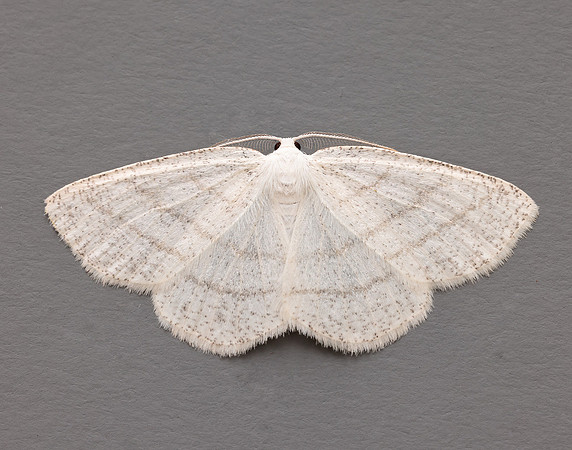 70.277 BF1955 Common White Wave Cabera pusaria