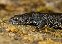 Great Crested Newt Triturus cristatus;