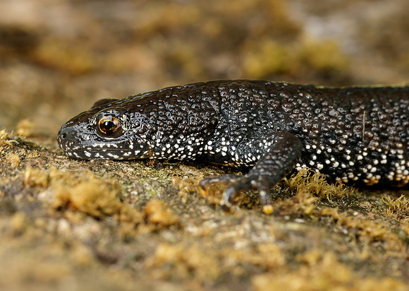 Great Crested Newt Triturus cristatus;