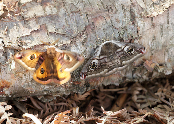 68.001BF 1643 Emperor Moth Saturnia pavonia