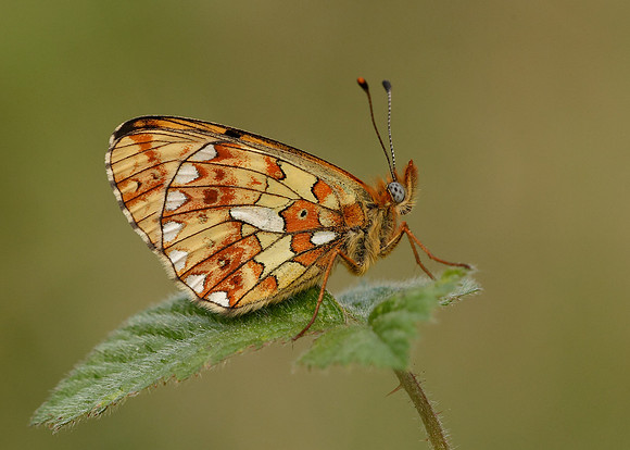 Pearl-Bordered Fritillary Boloria euphrosyne