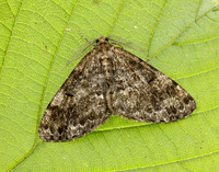 70.264 BF1940 Satin Beauty Deileptenia ribeata