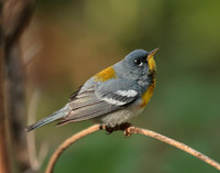 Northern Parula