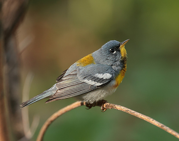 Northern Parula