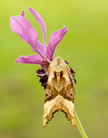 Shades Phlogophora meticulosa