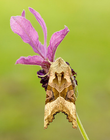 Shades Phlogophora meticulosa