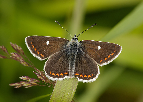 Northern Brown Argus Aricia artaxerxes artaxerxes