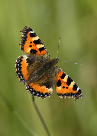 Small Tortoiseshell Aglais urticae