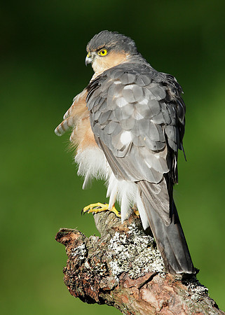 Sparrowhawk Accipiter nisus
