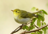 Wood Warbler Phylloscopus sibilatrix