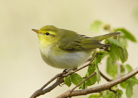 Wood Warbler Phylloscopus sibilatrix