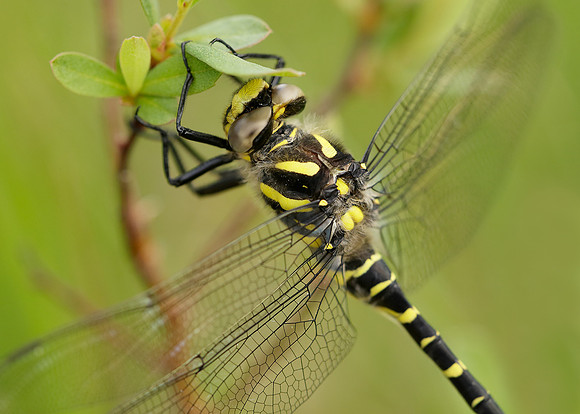 Golden-ringed Dragonfly Cordulegaster boltonii