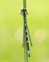 Northern Damselfly Coenagrion hastulatum