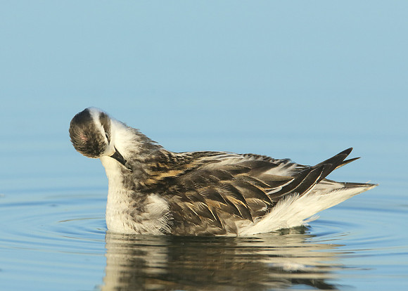 Red-necked Phalarope Phalaropus lobatus