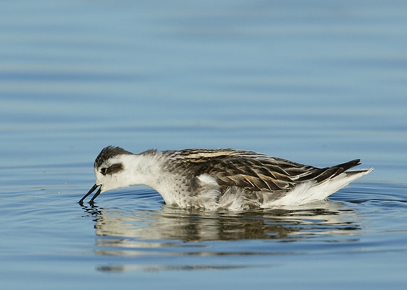Red-necked Phalarope Phalaropus lobatus