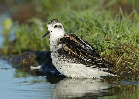 Red-necked Phalarope Phalaropus lobatus