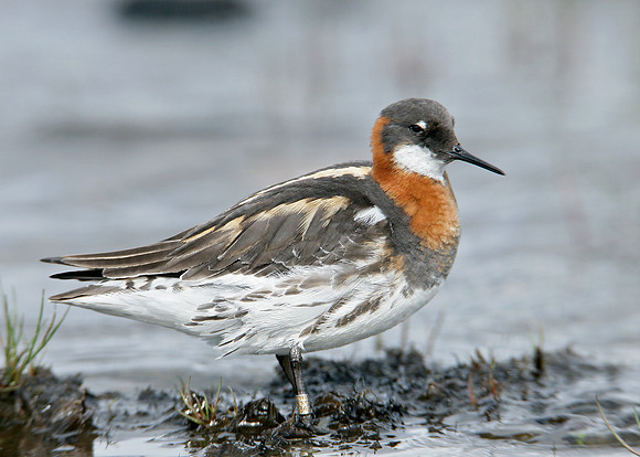 Red-necked Phalarope Phalaropus lobatus