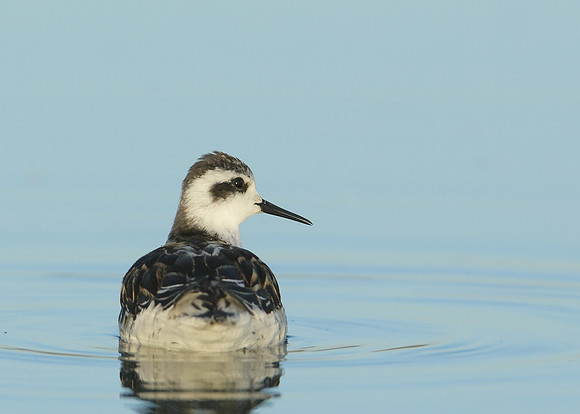 Red-necked Phalarope Phalaropus lobatus