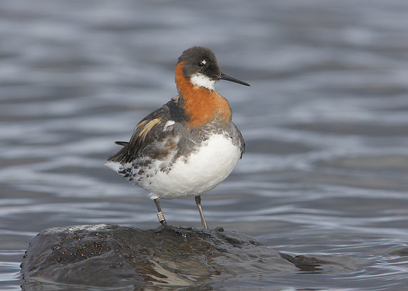 Red-necked Phalarope Phalaropus lobatus