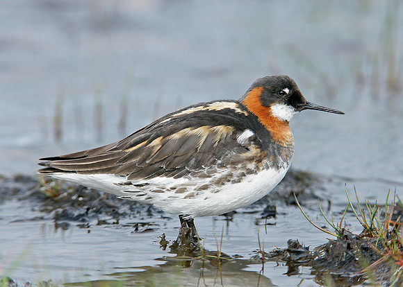Red-necked Phalarope Phalaropus lobatus