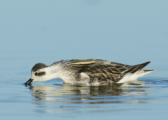 Red-necked Phalarope Phalaropus lobatus