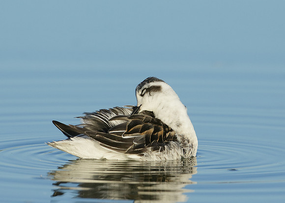 Red-necked Phalarope Phalaropus lobatus