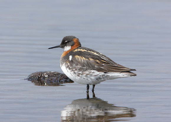 Red-necked Phalarope Phalaropus lobatus