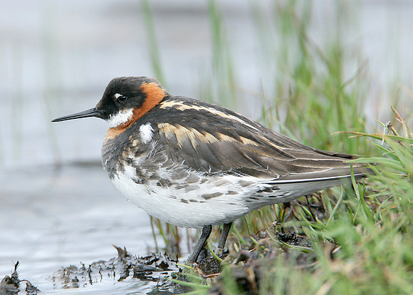 Red-necked Phalarope Phalaropus lobatus
