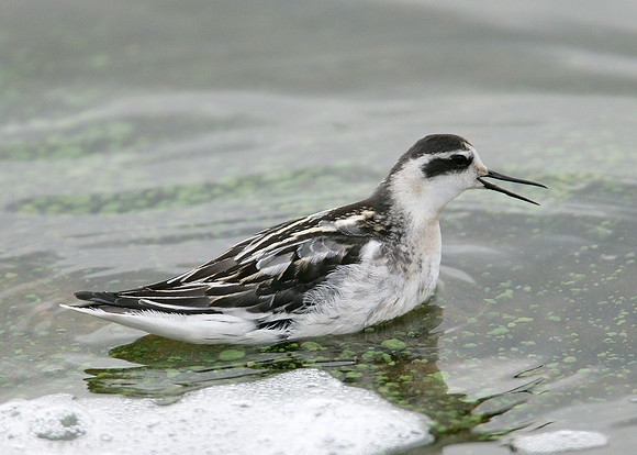 Red-necked Phalarope Phalaropus lobatus