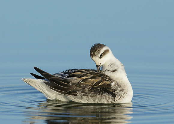 Red-necked Phalarope Phalaropus lobatus