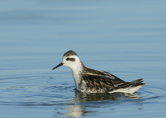 Red-necked Phalarope Phalaropus lobatus