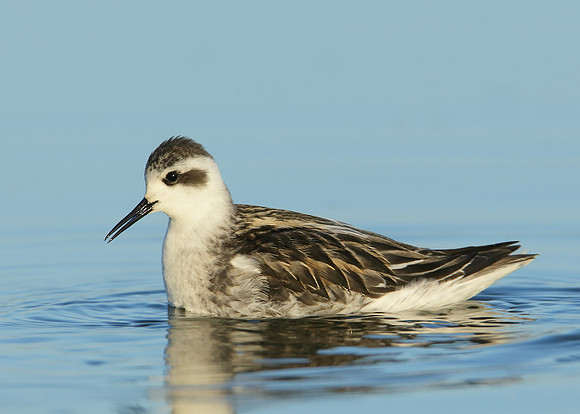 Red-necked Phalarope Phalaropus lobatus
