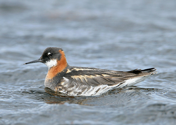 Red-necked Phalarope Phalaropus lobatus
