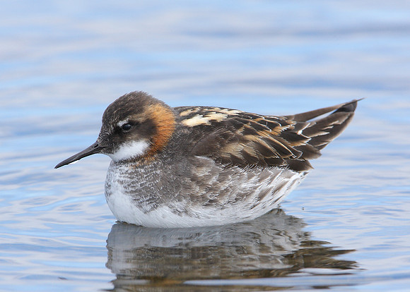 Red-necked Phalarope Phalaropus lobatus