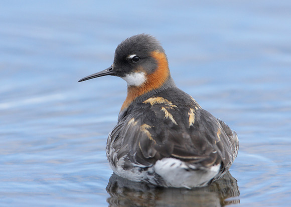 Red-necked Phalarope Phalaropus lobatus