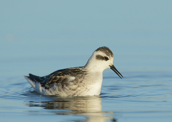 Red-necked Phalarope Phalaropus lobatus