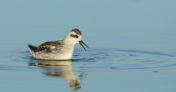 Red-necked Phalarope Phalaropus lobatus