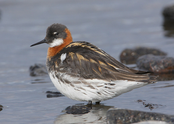 Red-necked Phalarope Phalaropus lobatus
