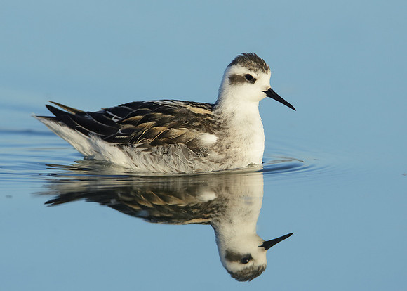 Red-necked Phalarope Phalaropus lobatus