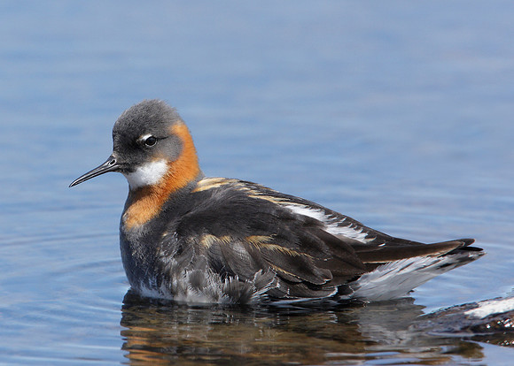 Red-necked Phalarope Phalaropus lobatus