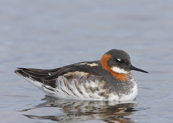 Red-necked Phalarope Phalaropus lobatus