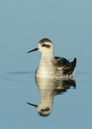 Red-necked Phalarope Phalaropus lobatus