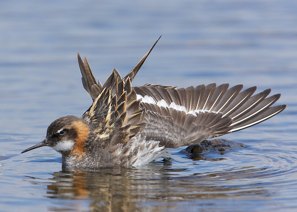 Red-necked Phalarope Phalaropus lobatus