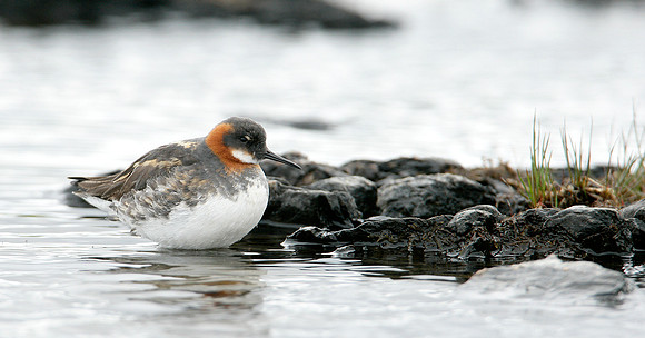 Red-necked Phalarope Phalaropus lobatus