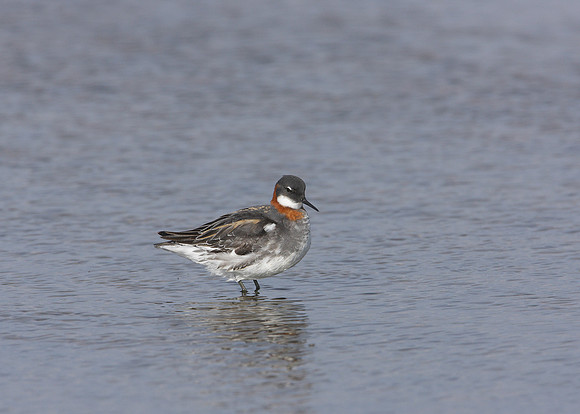 Red-necked Phalarope Phalaropus lobatus