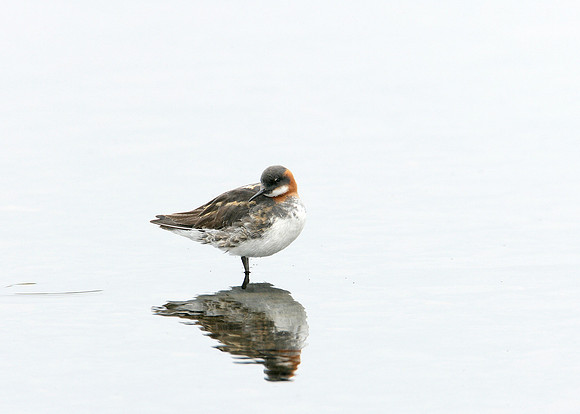Red-necked Phalarope Phalaropus lobatus