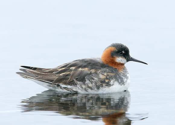Red-necked Phalarope Phalaropus lobatus