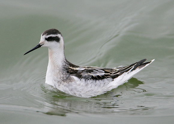 Red-necked Phalarope Phalaropus lobatus