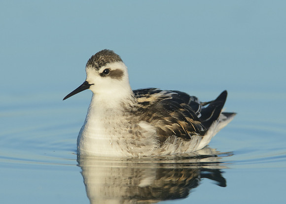 Red-necked Phalarope Phalaropus lobatus